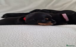 Miniature Dachshund dogs for sale: Beautiful black & tan miniature Dachshund puppies - Image 12