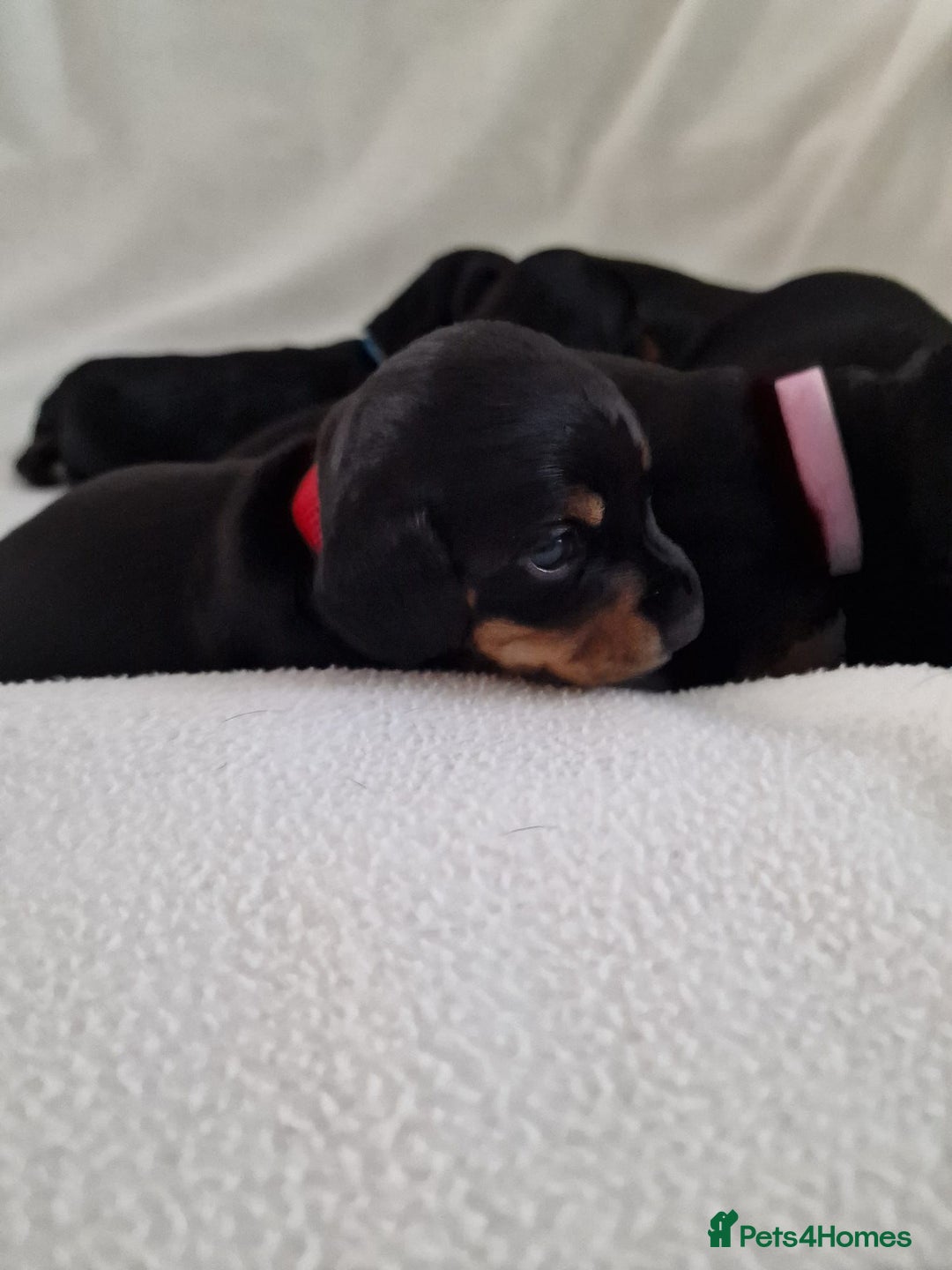 Miniature Dachshund dogs for sale: Beautiful black & tan miniature Dachshund puppies - Image 12