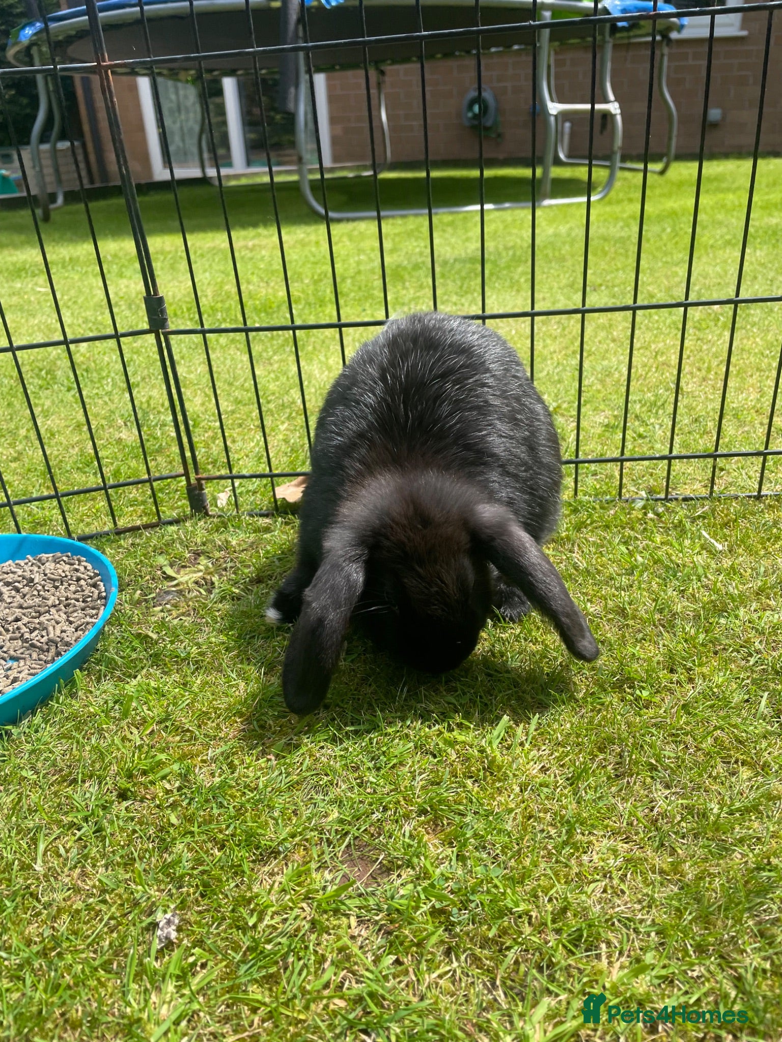 Mini Lop rabbits Mini Lop Pure Bred Black Females  - Advert 2
