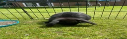 Mini Lop rabbits for sale: Mini Lop Pure Bred Black Females  - Advert 2