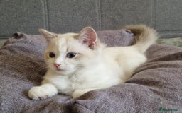 Ragdoll cats for sale: GRAND Champion European Line kittens.FULL PEDIGREE - Image 1