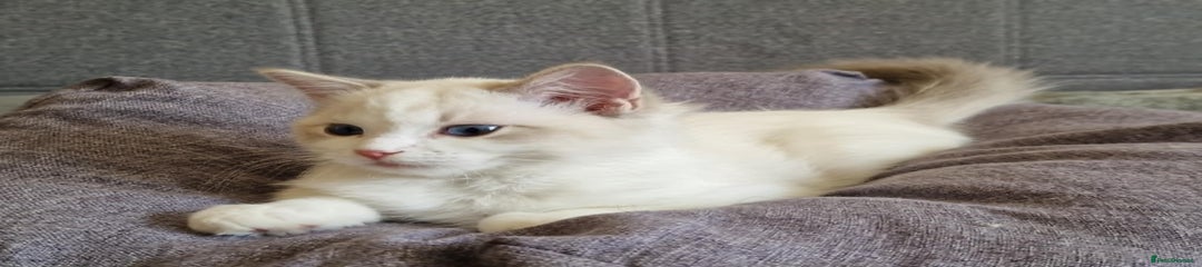 Ragdoll Kitten 5