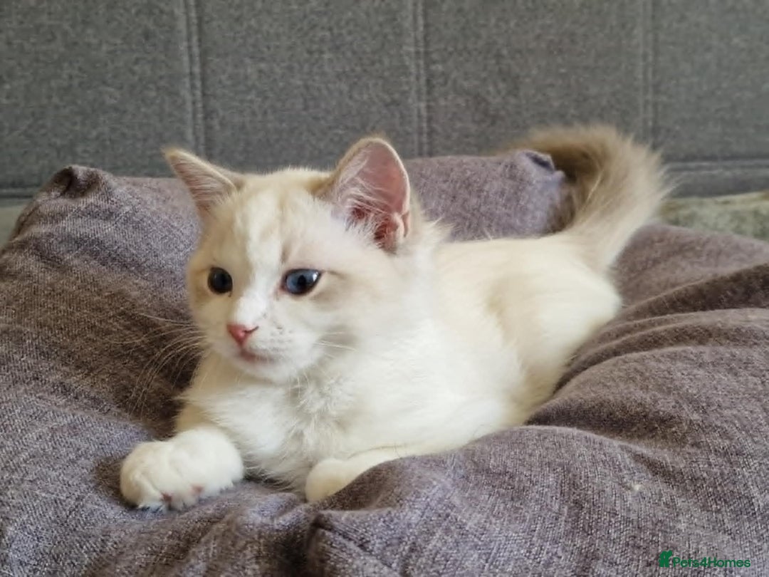 Ragdoll cats for sale: GRAND Champion European Line kittens.FULL PEDIGREE - Image 1