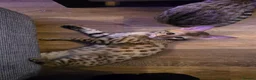 Savannah cats for sale: F3c Male Savannah - Advert 7