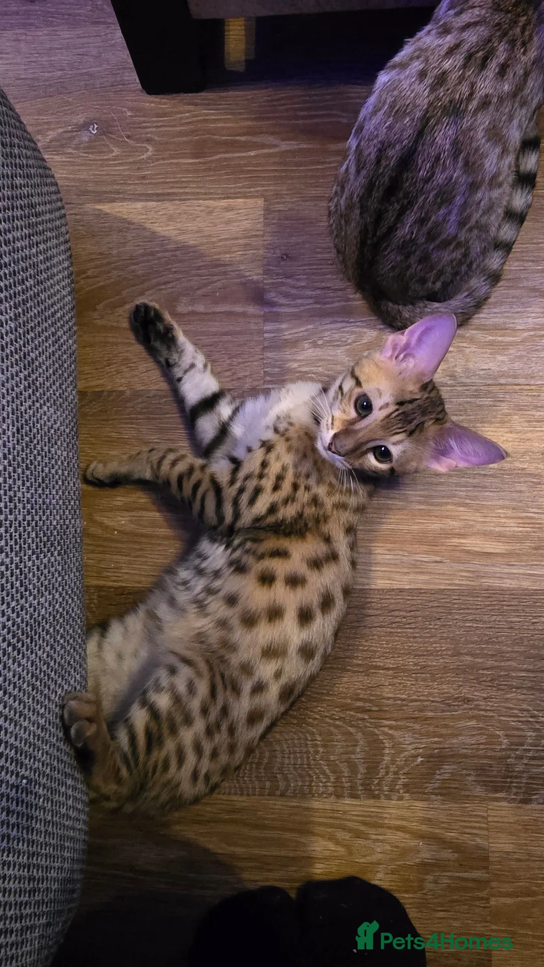 Savannah cats for sale: F3c Male Savannah - Advert 7