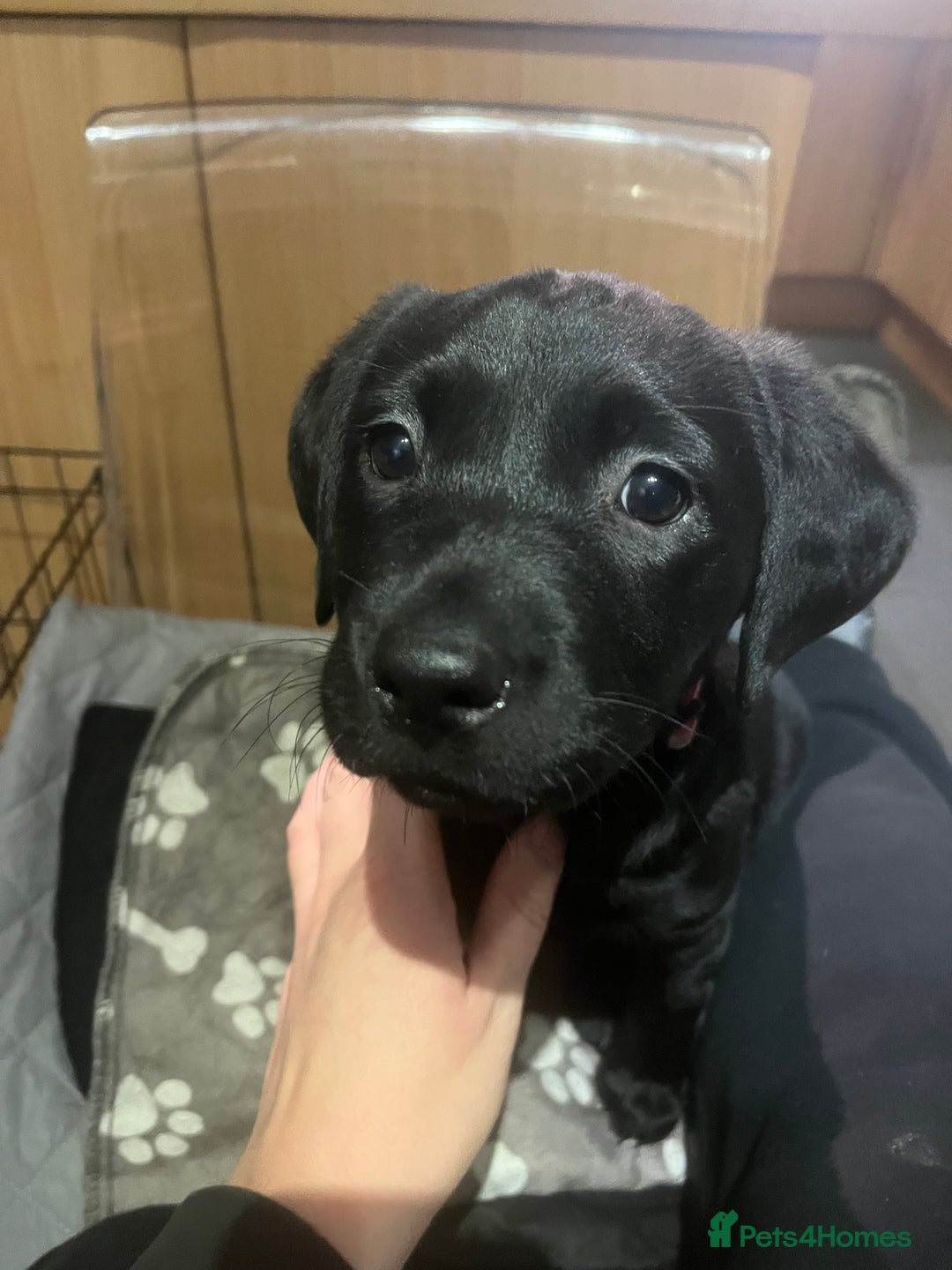 Labrador Retriever dogs for sale: Pedigree Labrador parents have 3 charming pups - Advert 10