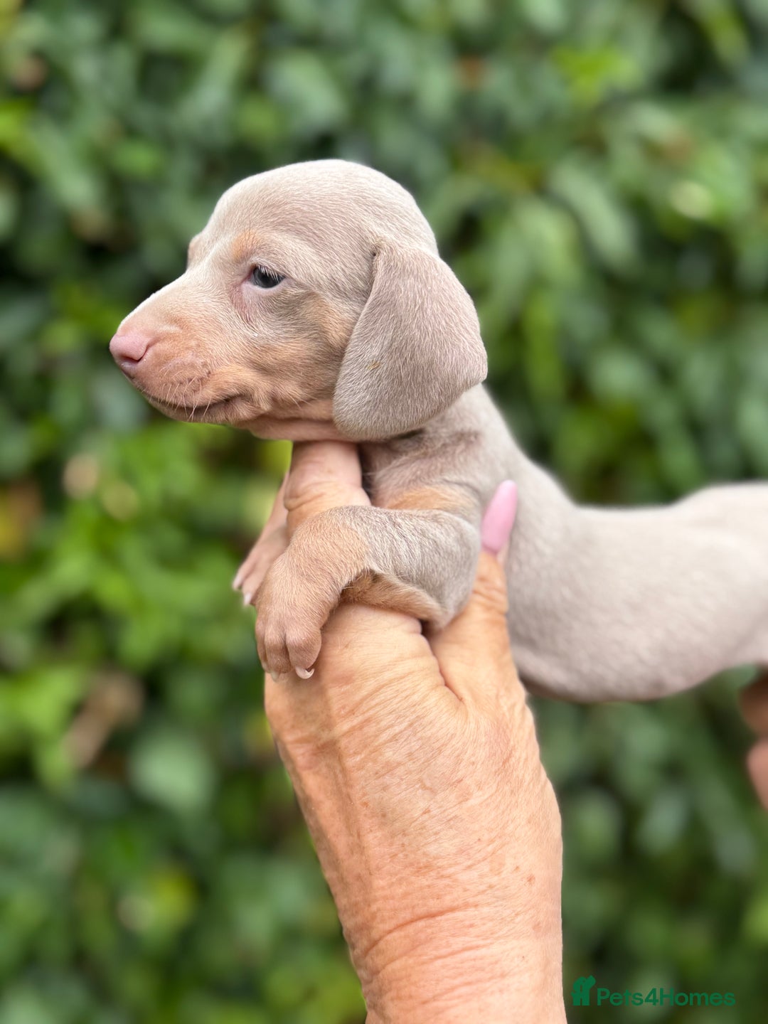 Miniature Dachshund dogs for sale: BEAUTIFUL MINIATURE DACHSHUNDS K.C REG!! - Image 6