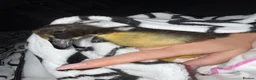 Ducks poultry for sale: Indian Runner Eggs - Advert 2