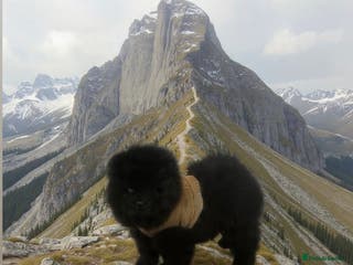 Chow Chow dogs Chow chow - Advert 10