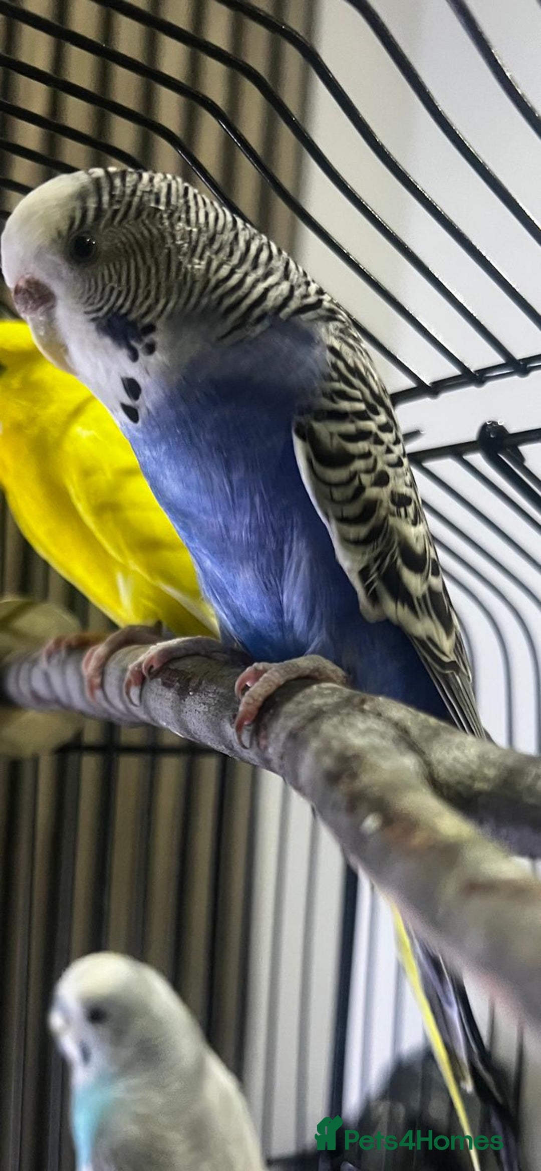 Budgerigars birds for sale: 4 budgies for sale, CHEAP and URGENT ❤ - Advert 5