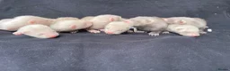 Ferret rodents for sale: Polecat x silver half angora ferrets - Advert 5