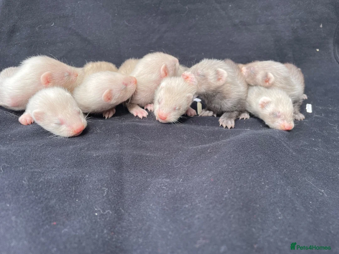Ferret rodents for sale: Polecat x silver half angora ferrets - Advert 5