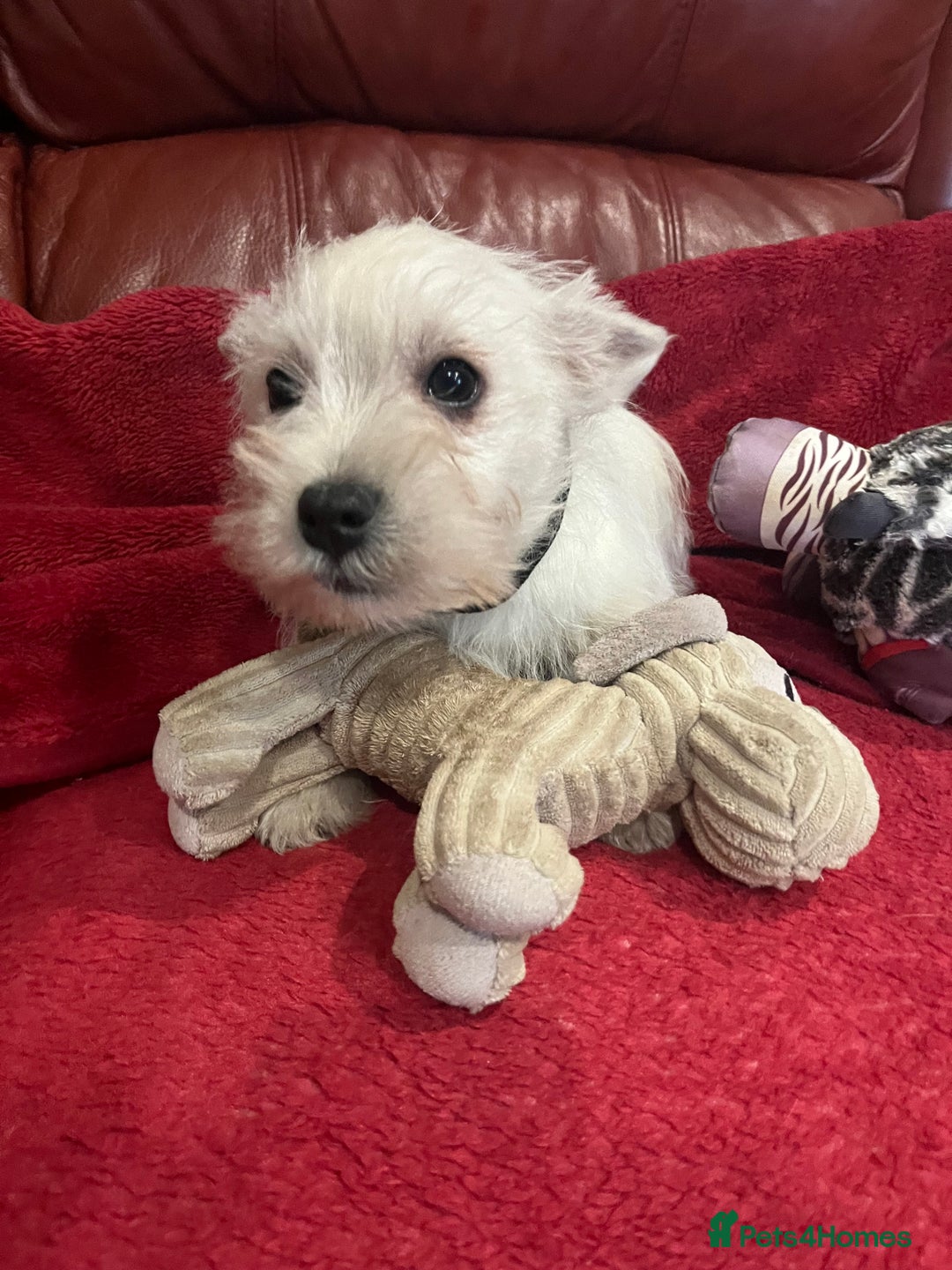 West Highland Terrier dogs for sale: 1 Boy Left   - Advert 13