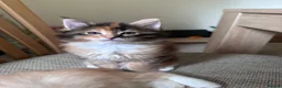 Maine Coon cats for stud: Main Coon STUD ONLY Classic Tabby - Advert 9