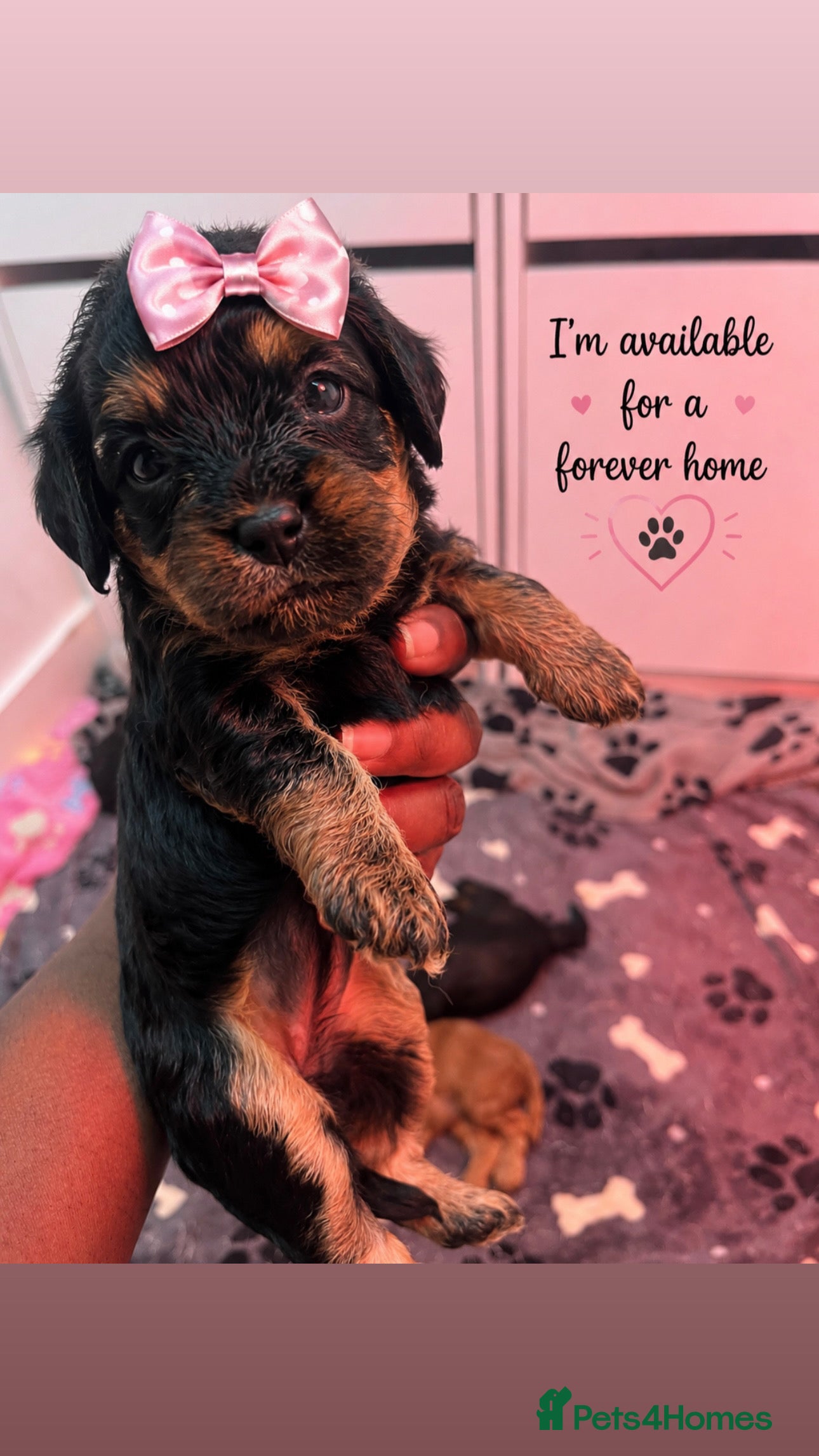 Cavapoo dogs Cavapoo Puppies Born 11 June 26 Reservations Open  - Advert 2