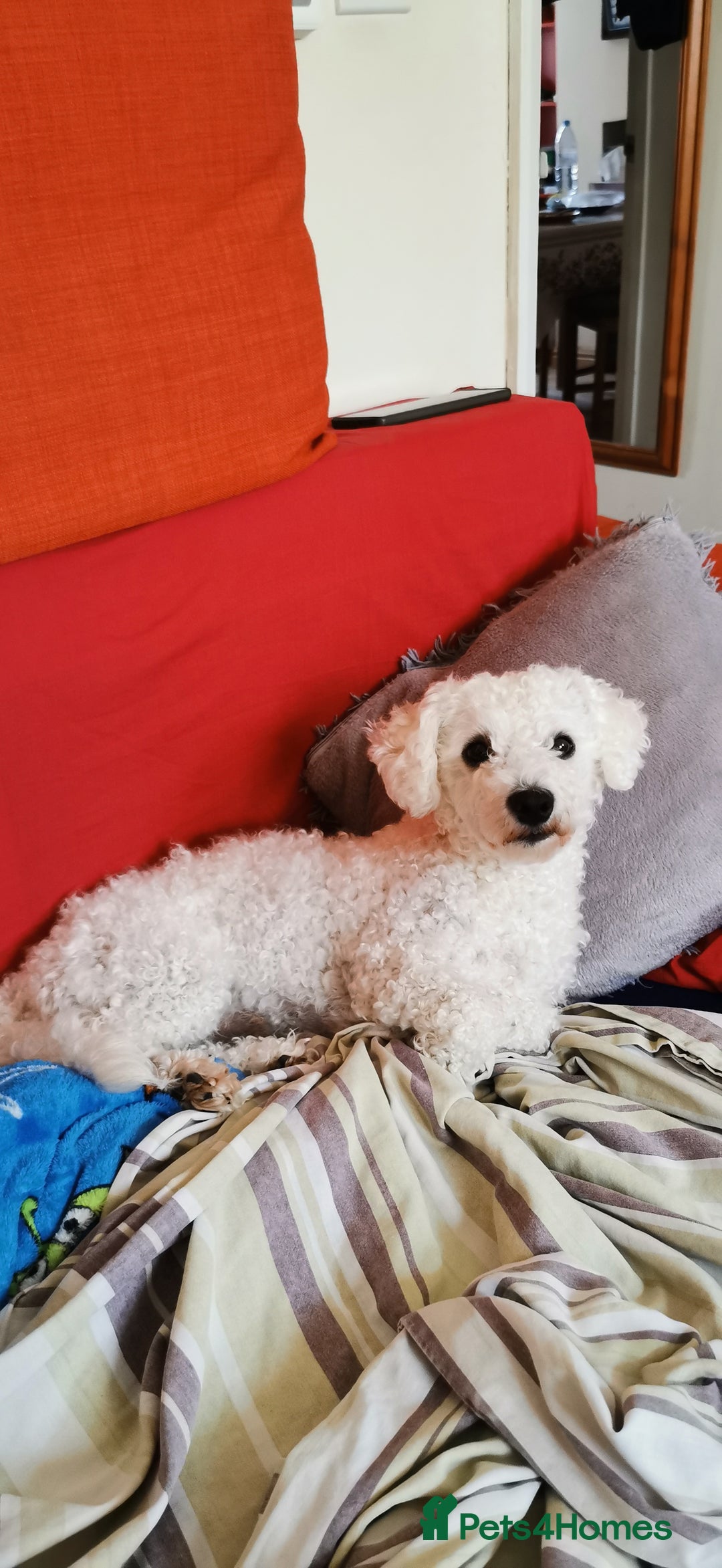 Bichon Frise dogs for sale: Bishon Frise - Image 2