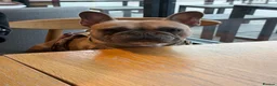 French Bulldog dogs for sale: French bulldog to a loving home in Wakefield - Advert 7