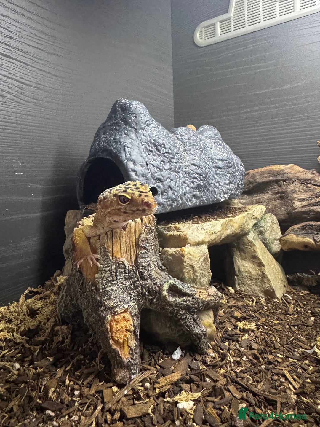 Gecko reptiles for sale: 5 mixed lizards available  in Yelverton - Advert 7