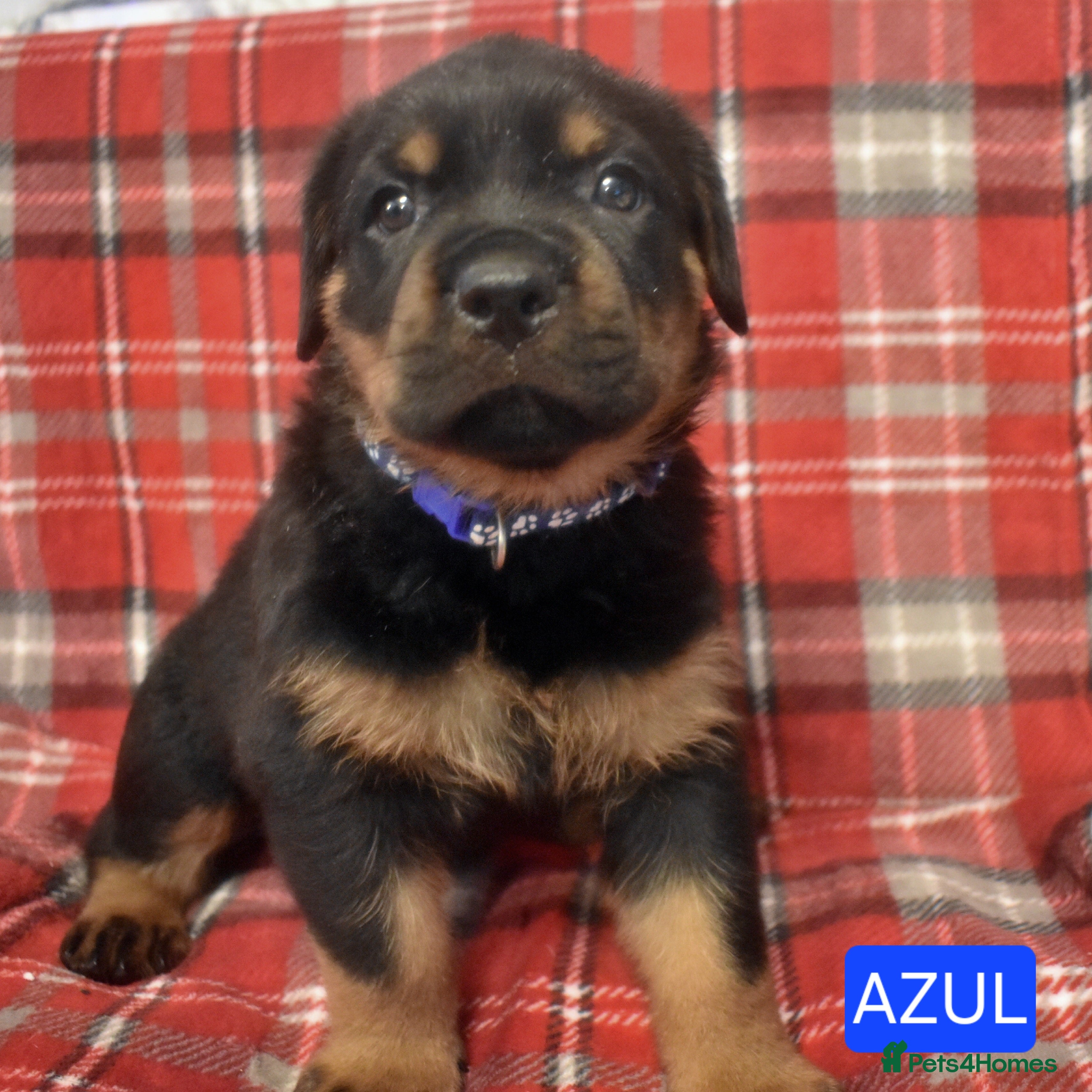 Rottweiler dogs KC chunky rottweiler puppies - Advert 2