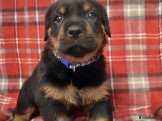 Rottweiler dogs KC chunky rottweiler puppies - Advert 1