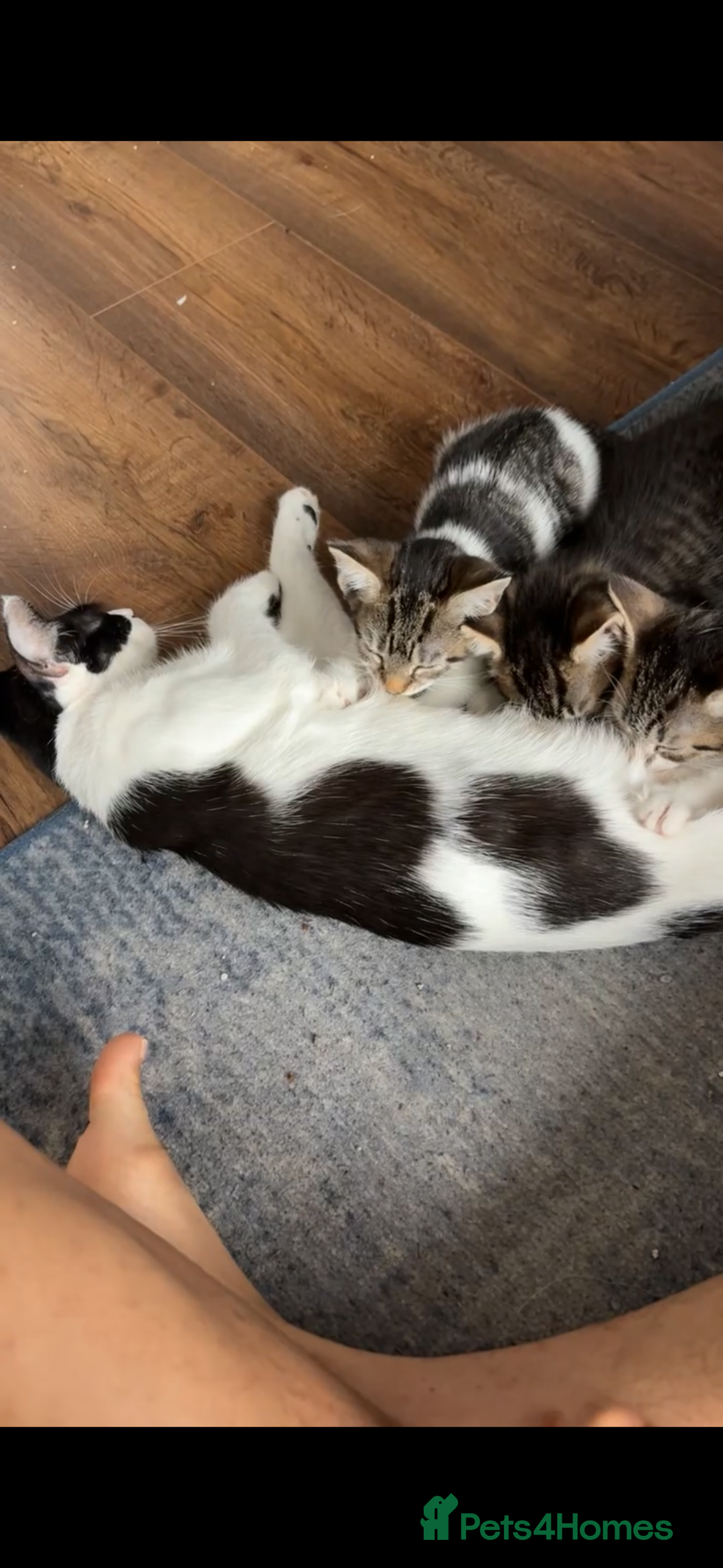 Mixed Breed cats for sale: Kittens  - Image 9
