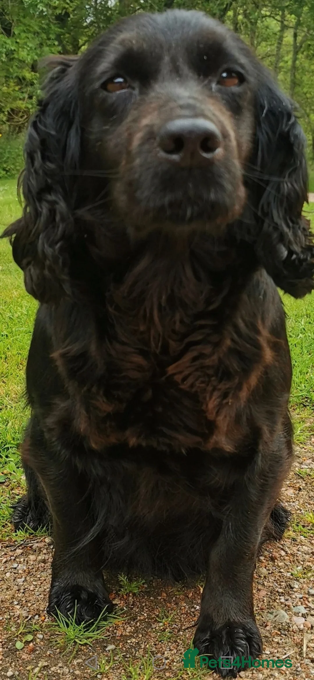 Cocker Spaniel dogs for sale: Cocker Spaniel Pups - Advert 5