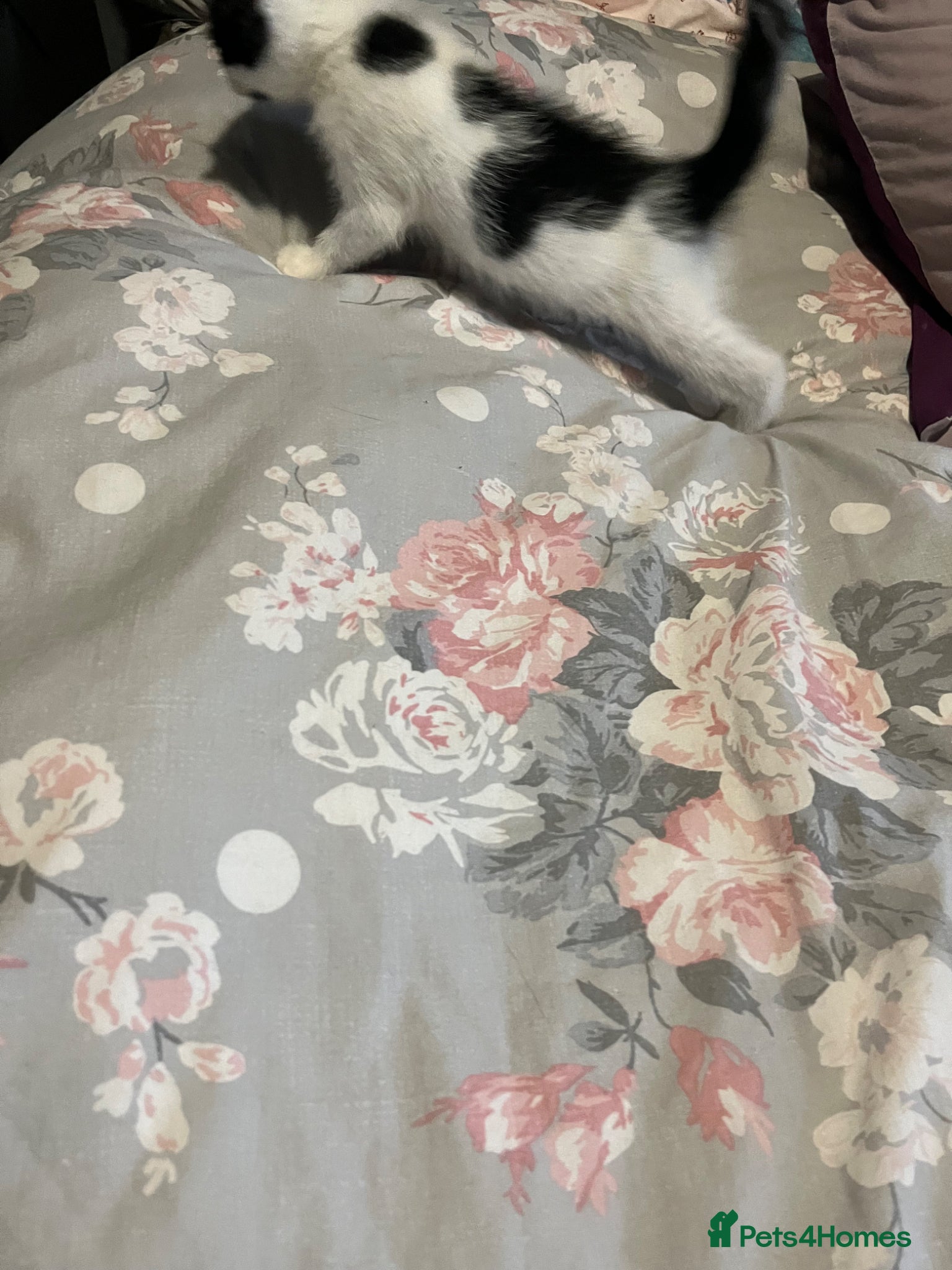 Mixed Breed cats Tilly’s babies - Advert 2