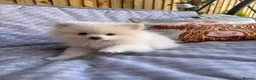 Pomeranian dogs for sale: Pomeranian female & male ready now  - Advert 3