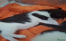 Domestic Shorthair cats for sale: Male kittens for sale  - Image 15