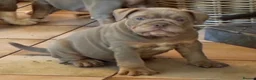 Olde English Bulldogge dogs for sale: Last 2 old English bulldogs  - Advert 2