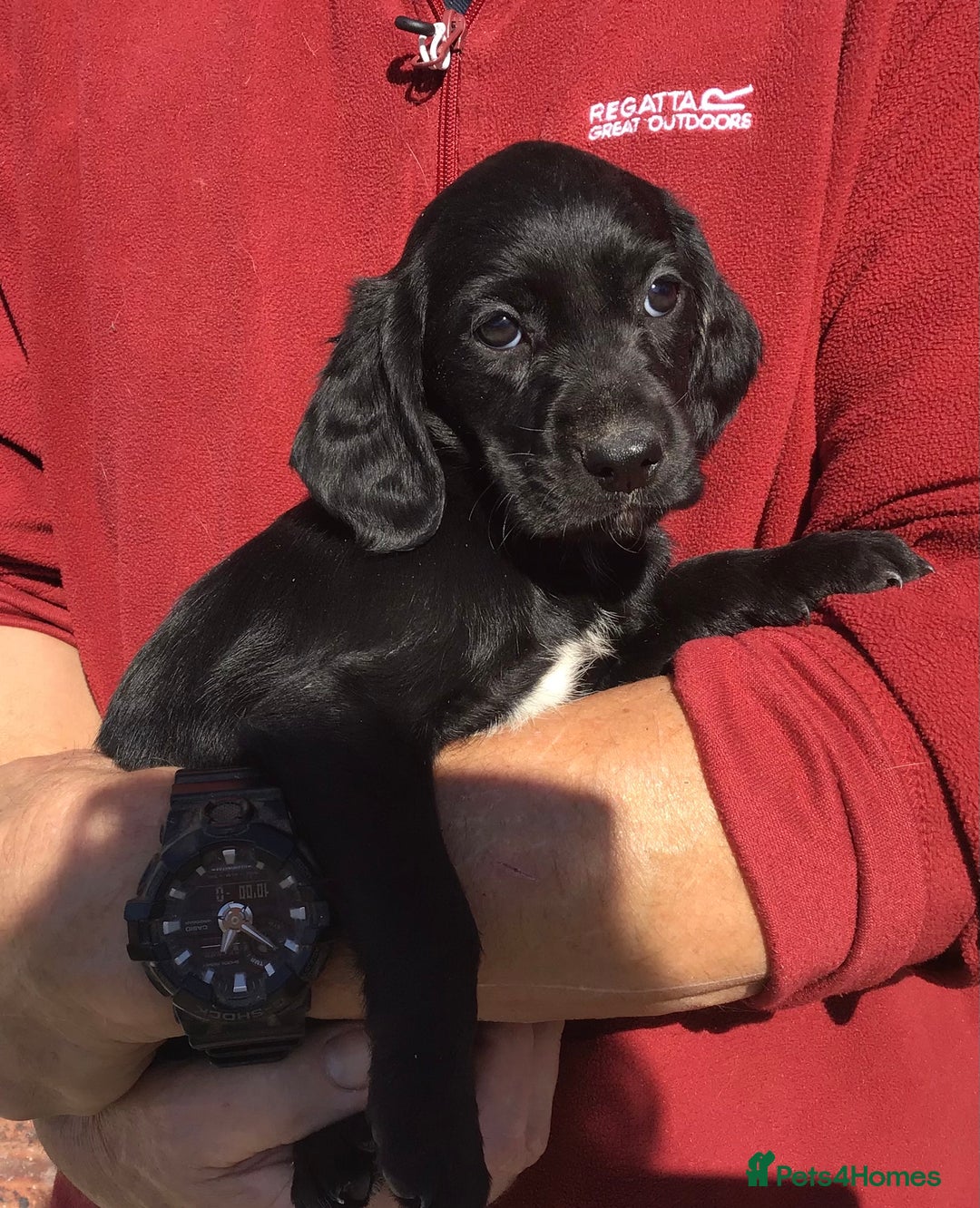 Cockerdor dogs for sale: AMAZING COCKERDOR/COCKADOR PUPPIES - Image 23
