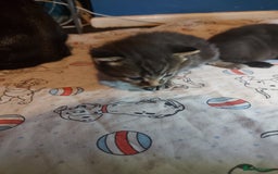 Mixed Breed cats for sale: 4 beautiful kittens - Image 21