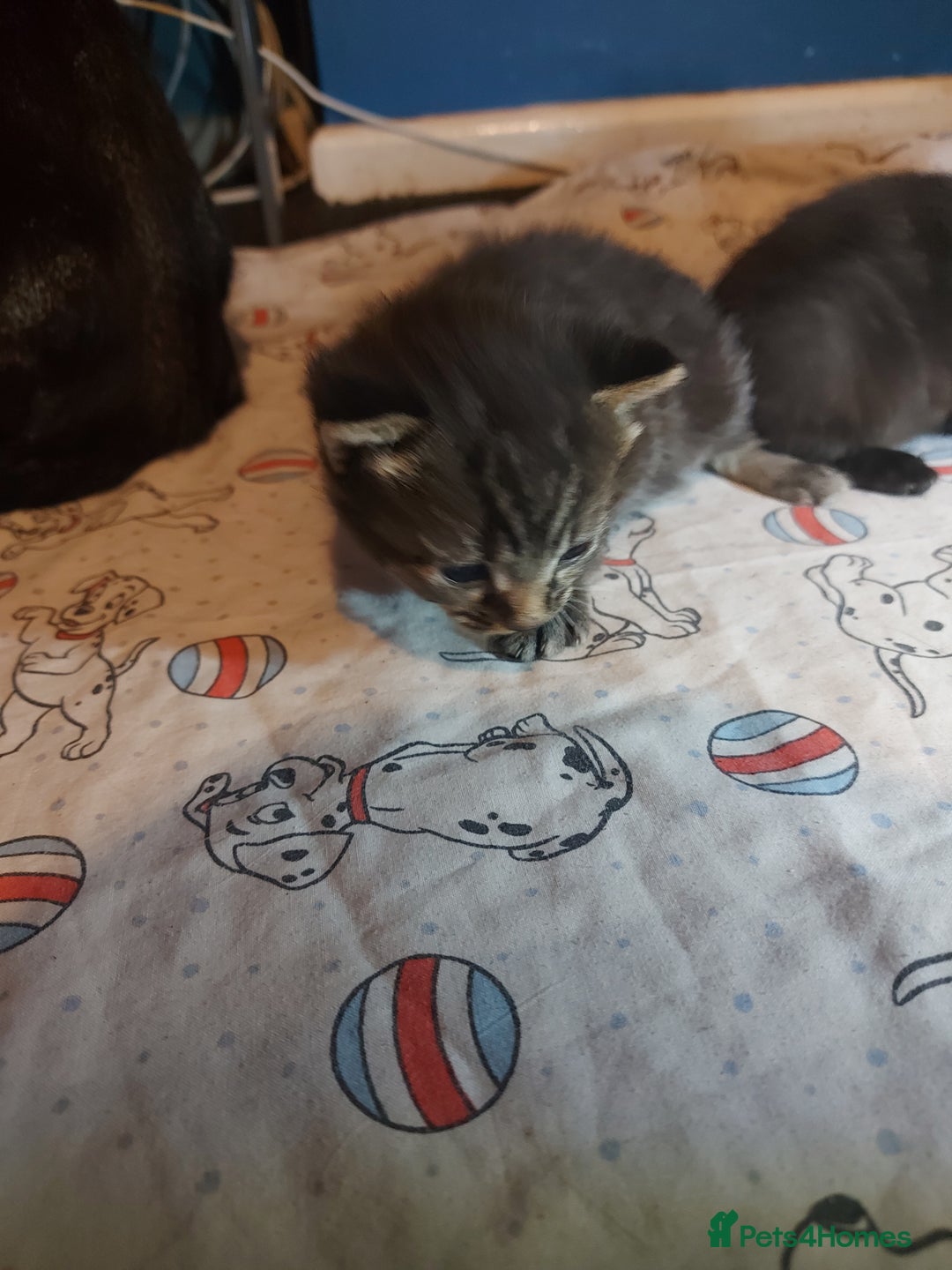 Mixed Breed cats for sale: 4 beautiful kittens - Image 21