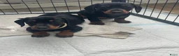 Miniature Dachshund dogs for sale: 1 Black and Tan girl left mini dachshund puppies  - Advert 5