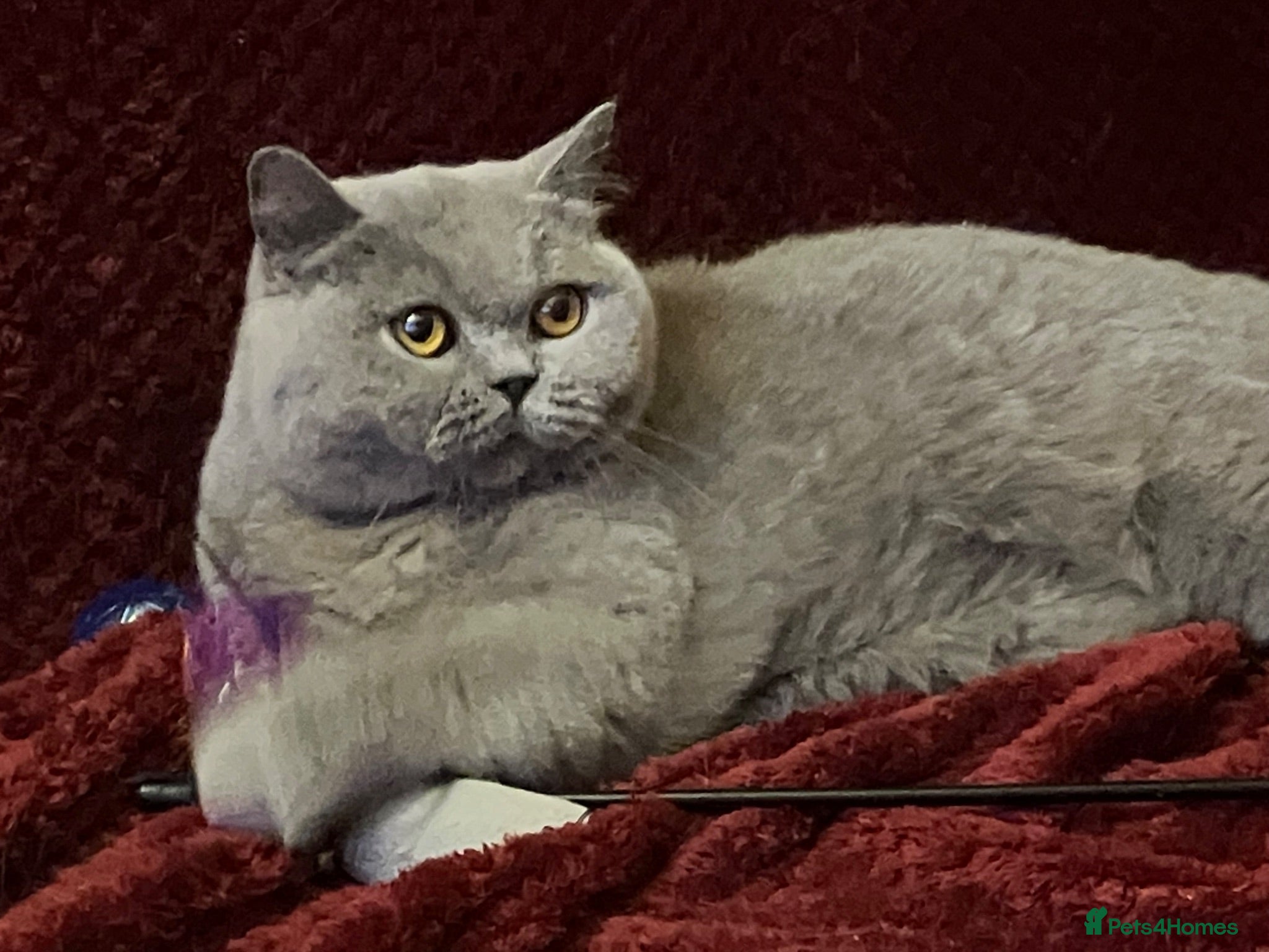British Shorthair cats 🏆 Beautiful GCCF BSH Grace Retired Queen (Blue)🐈 - Advert 1