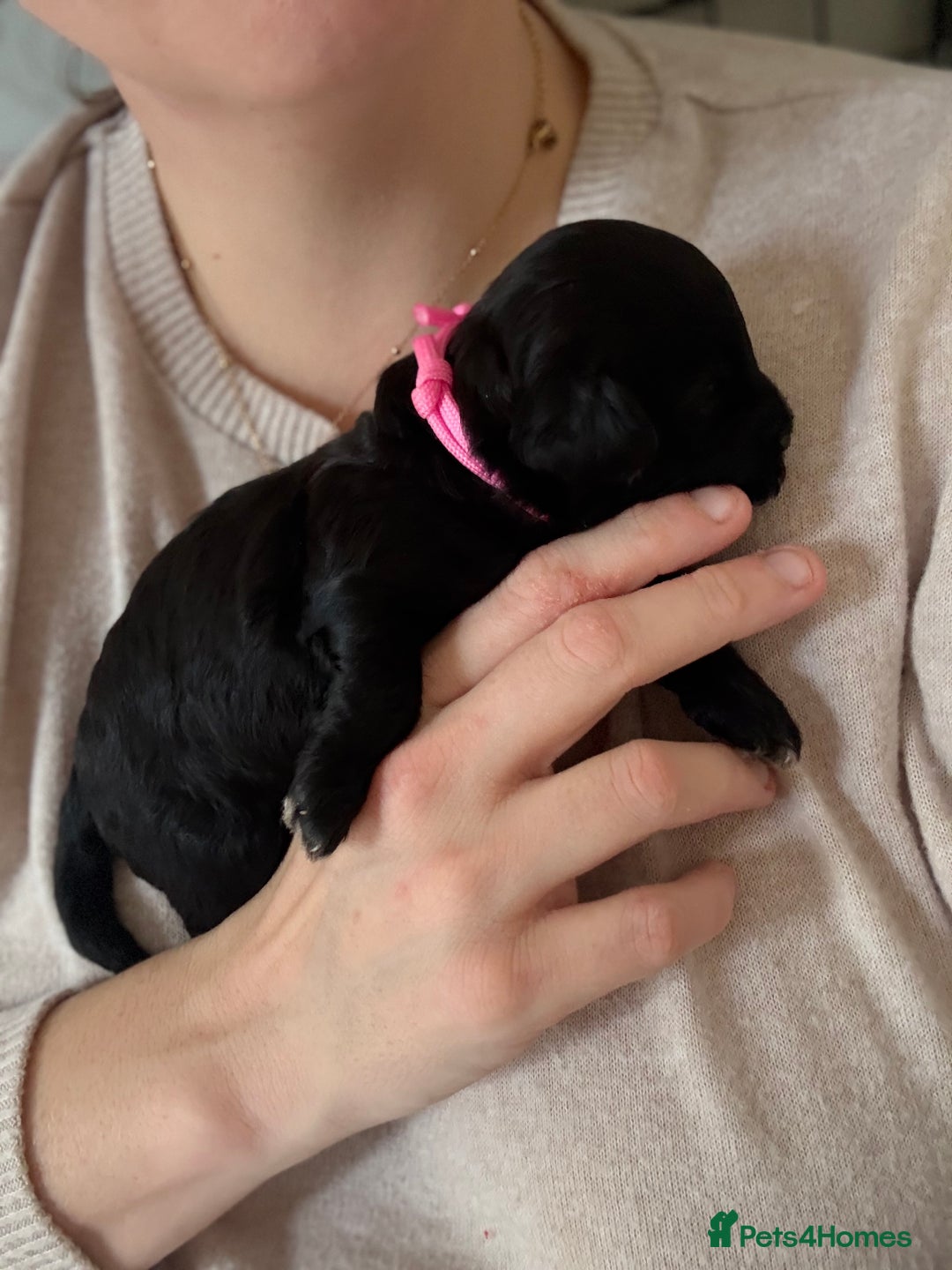 Cockapoo dogs for sale: Female f1b cockapoo puppies - Image 9