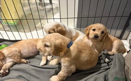 Cocker Spaniel dogs for sale: 5 gorgeous cocker spaniel puppies - Image 4