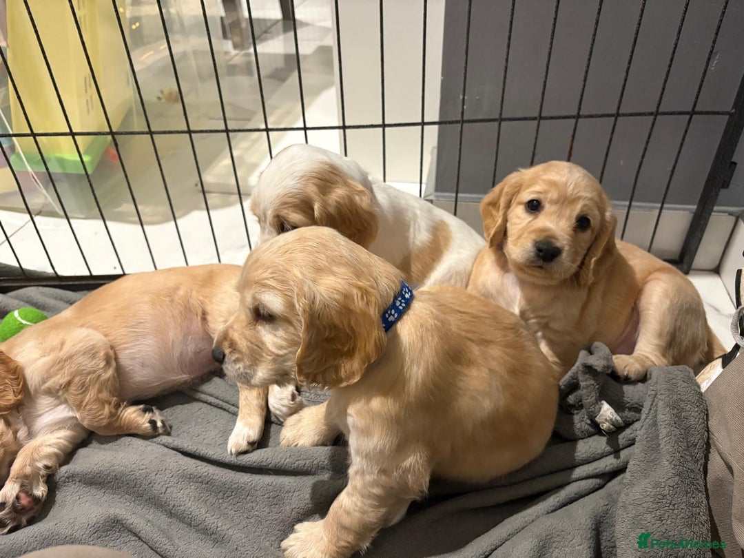 Cocker Spaniel dogs for sale: 5 gorgeous cocker spaniel puppies - Image 4