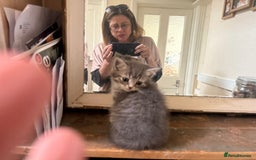 Persian cats for sale: Beautiful Half Persian kittens for sale.  - Image 6