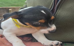 Jack Russell dogs for sale: Jack russel puppies - Image 4