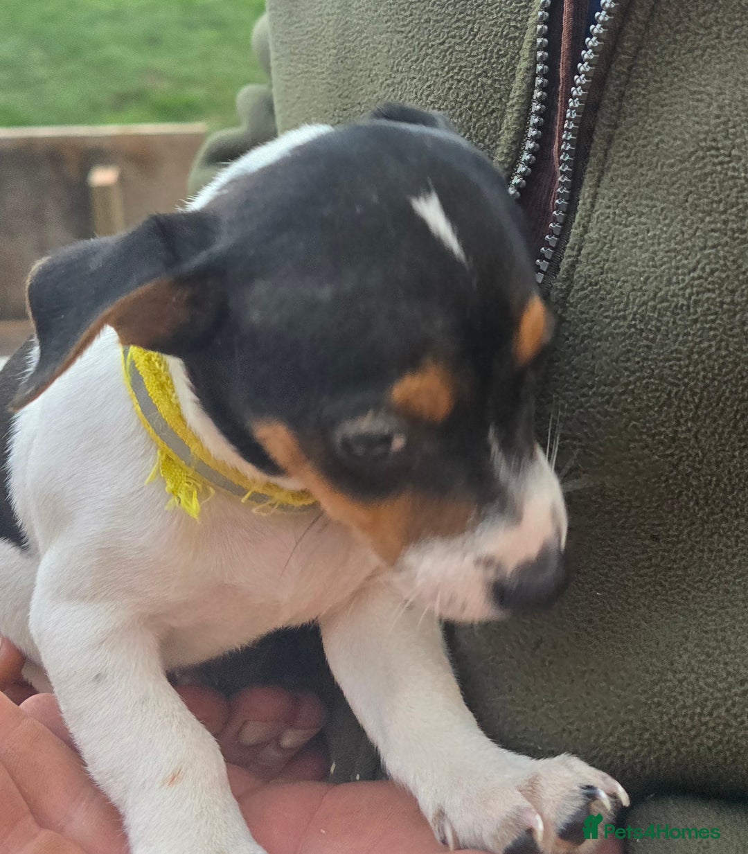 Jack Russell dogs for sale: Jack russel puppies - Image 4