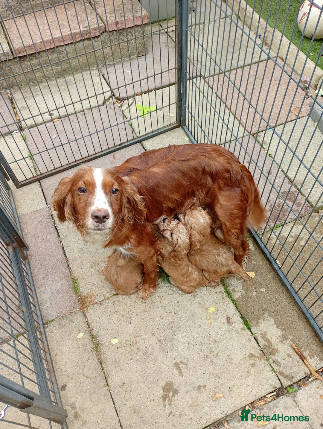 Cockapoo dogs for sale: Cockapoo F1 puppies  - Image 9