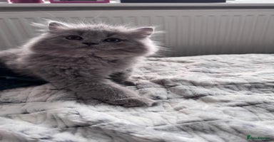 British Longhair cats in Watford - Advert 6