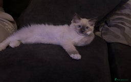 Ragdoll cats for sale: Beautiful little ragdoll boy 😍 - Image 3