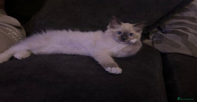 Ragdoll cats - Advert 6