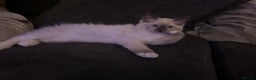 Ragdoll cats for sale: Beautiful little ragdoll boy 😍 - Advert 3