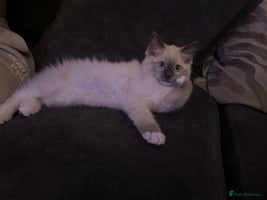 Ragdoll cats - Advert 10