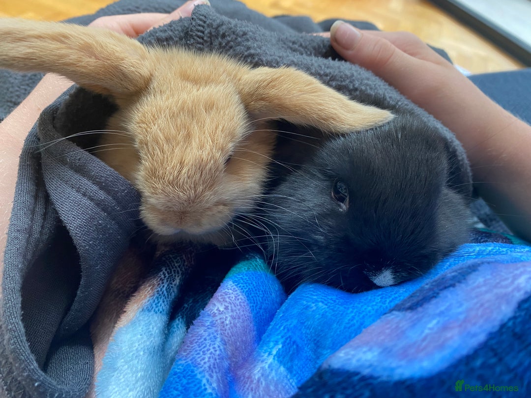 Mini Lop rabbits for sale: Two mini lops for sale - Image 2