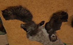 Siberian cats for sale: Siberian GCCFxGolden Chinchilla GCCF - Advert 20