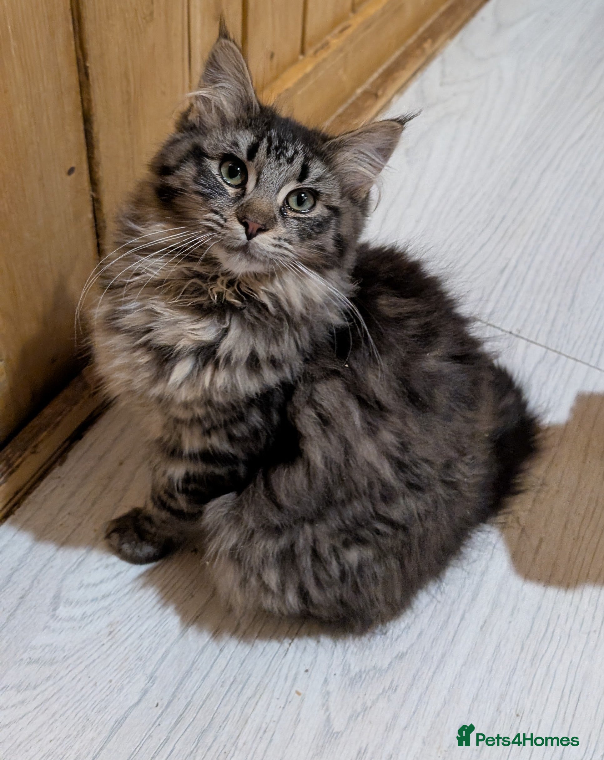 Maine Coon cats Maine Coon Pedigree kittens - Advert 8